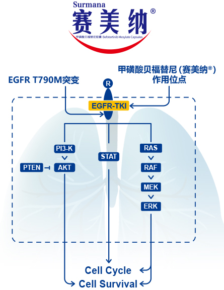 赛美纳-2.jpg